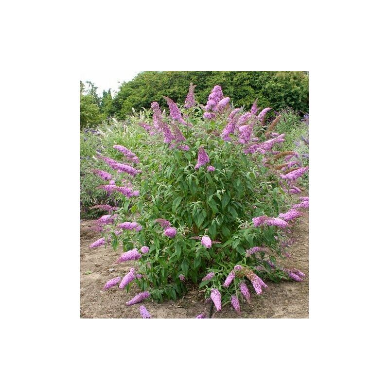 BUDDLEJA Davidii MIDNIGHT Viola ALBERO DELLE FARFALLE H30cm FOTO REALE - 3
