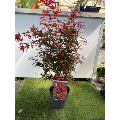 Acero Acer shaina giapponese resistente - Foglie rosse vaso 19 Pianta Foto Reali