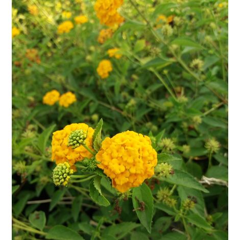Lantana sellowiana gialla/arancio - Pianta Strisciante da esterno Vaso 14 cm Foto Reali