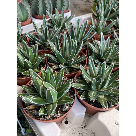Agave regina vittoria (agave victoriae reginae) vaso 10,5cm foto reali
