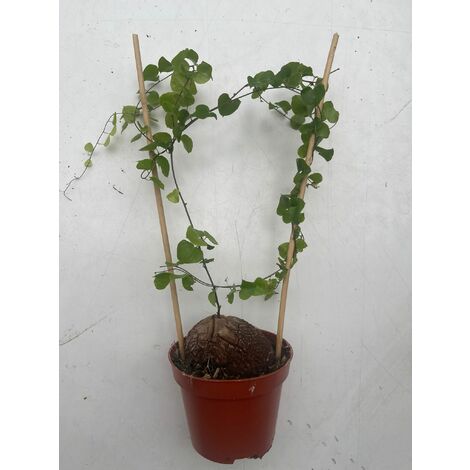 Dioscorea Elephantipes (Pianta Tartaruga) 2-5 Cm, Pianta Viva Grassoccia, Perfetta Per Collezionisti