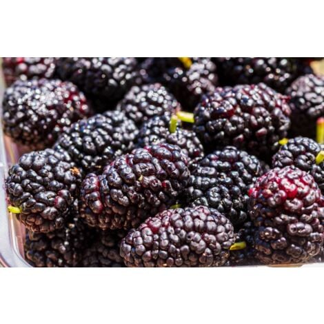 Pianta Di Gelso Nero In Vaso 24cm - Altezza 150cm, Frutti Commestibili - Foto 2