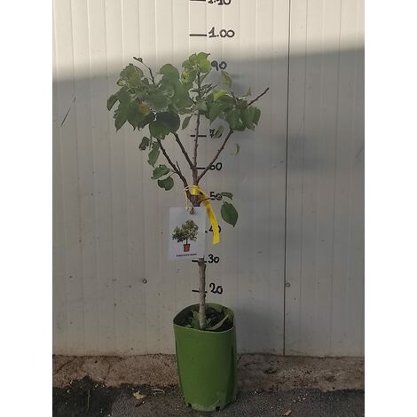Albicocco nano pianta da frutto, nano, pianta da vaso