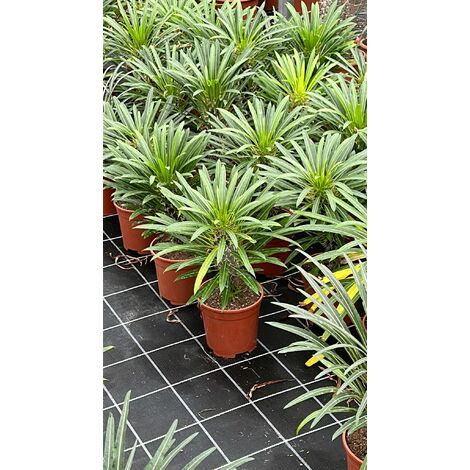 Pachypodium lamerei (palma del Madagascar) pianta grassa fotoreali H 40CM