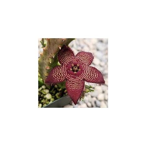 Stapelia revoluta tigrida vaso 10,5cm pianta grassa succulenta foto reali