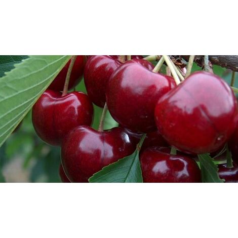 Pianta Di Ciliegio Nano - Vaso O Fitocella, Frutti Abbondanti - Foto 10