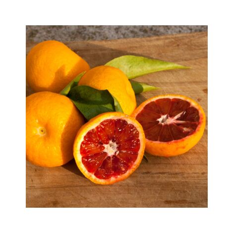 Clementino In Vaso - Pianta Reale Di 3 Anni, Agrumi Profumati Per Casa O Giardino - Foto 7