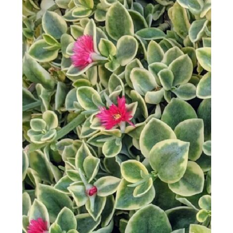 Aptenia variegata pianta grassa succulenta tappezzante perenne vaso 16cm