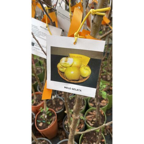 Pianta Di Mela Gelata A Radice Nuda - Varietà Antica, Altezza 50/70 Cm, 1 Pianta Da Frutto, Da Mettere A Dimora