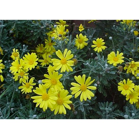 Pianta di MARGHERITA GIALLA Euryops pectinatus a cespuglio VASO 14cm FOTO REALE