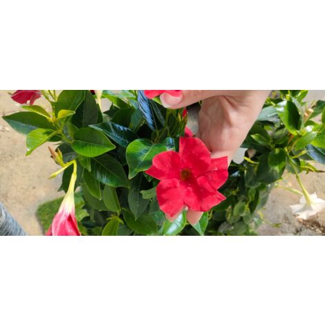 Pianta Dipladenia vaso 14 foto reali - Colore: Rossa