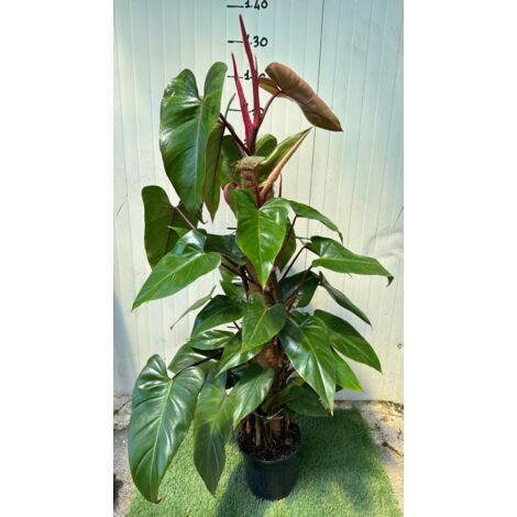 Piante philodendron emerald red, h110 vaso 20, foto reali
