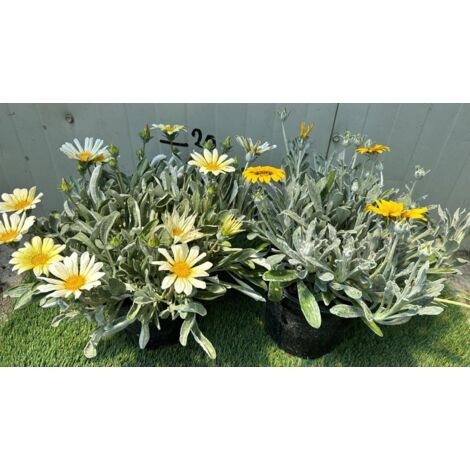 Pianta Gazania marittima, vaso 18 foto reali - Colore: Bianco