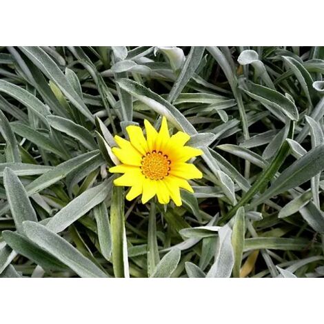 Pianta Gazania marittima, vaso 18 foto reali - Colore: Giallo