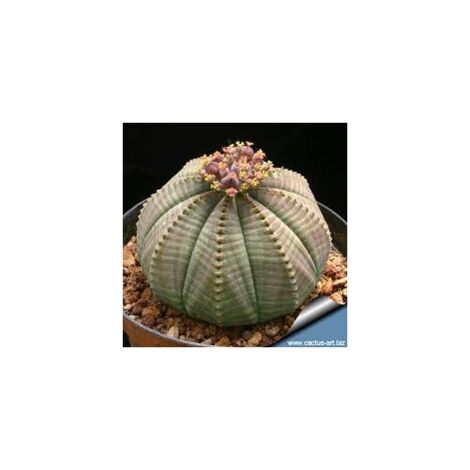 Euphorbia obesa, vaso 5,5 cm, foto reali (1/4)