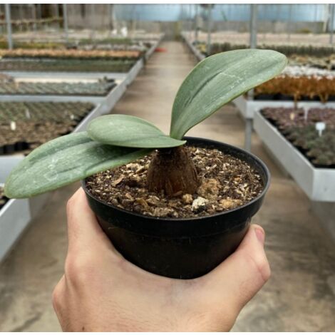 RAUHIA PERUVIANA VASO 20 FOTO REALE