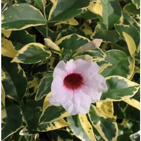 Pandorea jasminoide variegata vaso 18cm, h 120cm