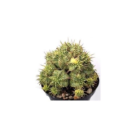 Euphorbia Melophormis Variegata, vaso 5,5 cm, foto reali