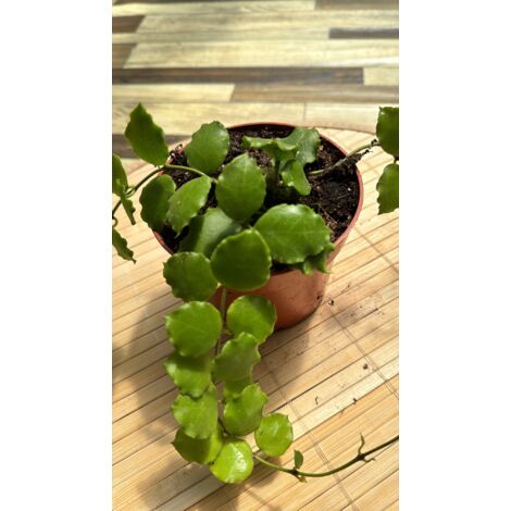 Hoya endauensis fiori di cera, vaso 10,50cm foto reali