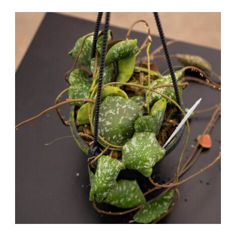 HOYA IMBRICATA FIORE DI CERA VASO 15