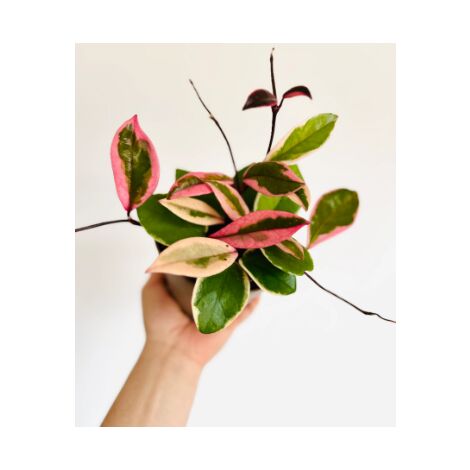 HOYA FLAMINGO DREAM FIORE DI CERA VASO 12