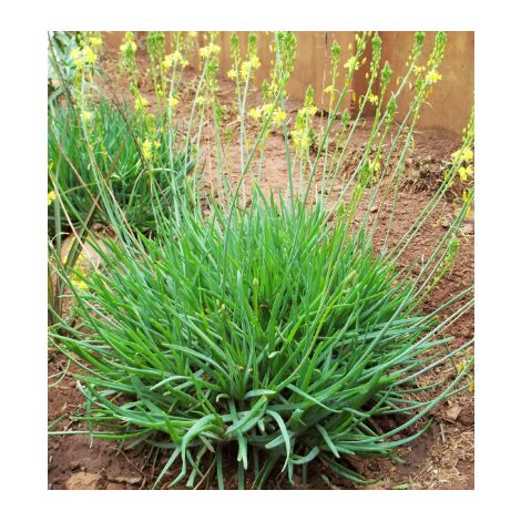 Bulbine frutescens fiore di serpente vaso 15cm foto reali