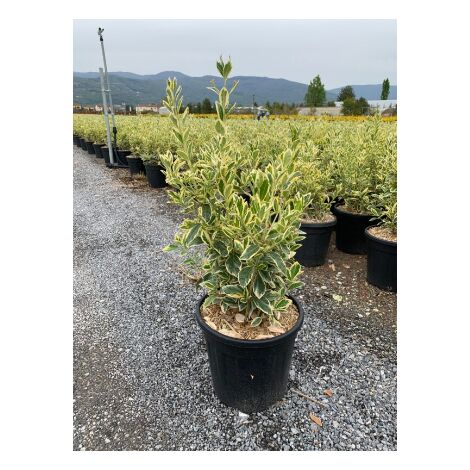 Euonymus japonicus bravo vaso 24cm foto reali