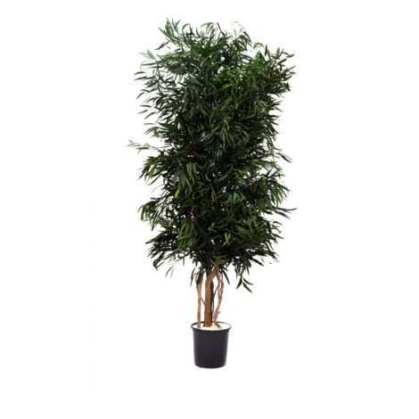 Albero Nicoly stabilizzato H 180 cm pianta vera senza manutenzione