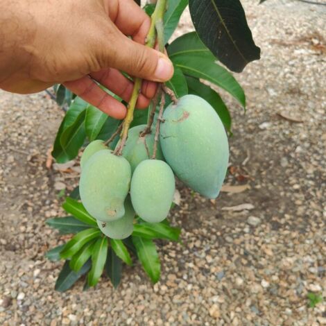 Pianta di Mango Carabao, di Manila o mango filippino, h 120, foto reali (1/2)