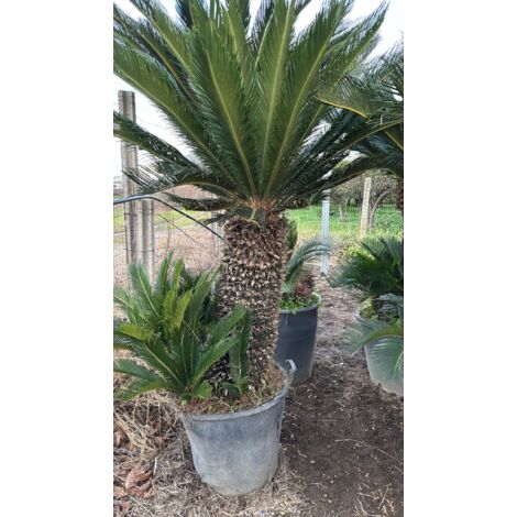 ESEMPLARE DI CYCAS REVOLUTA  H  80 CM DI TRONCO FOTO REALE