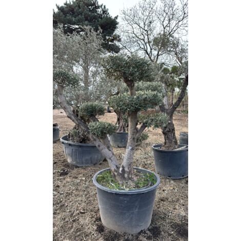 Ulivo "Olea Europaea" ulivo ornamentale ramificato a dischi h 190 cm foto reali