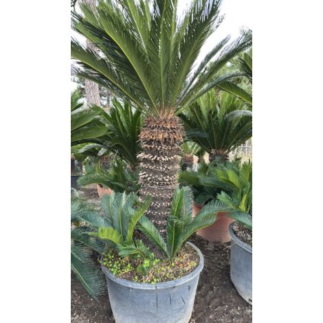 ESEMPLARE CYCAS REVOLUTA H 120 CM DI TRONCO FOTO REALI CICAS PALMA