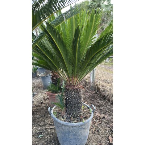 ESEMPLARE DI CYCAS REVOLUTA H 50 CM DI TRONCO FOTO REALE CICAS PALMA