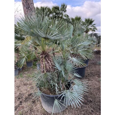 Palma nana blu - Chamaerops humilis var. cerifera 2 tronchi H 50/60cm di tronco