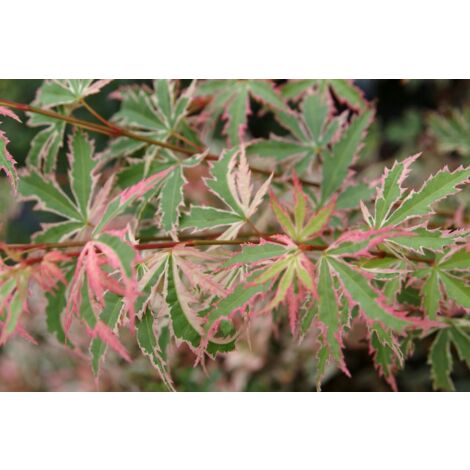 Acero giapponese, Acer “Butterfly” foto reale h 70cm