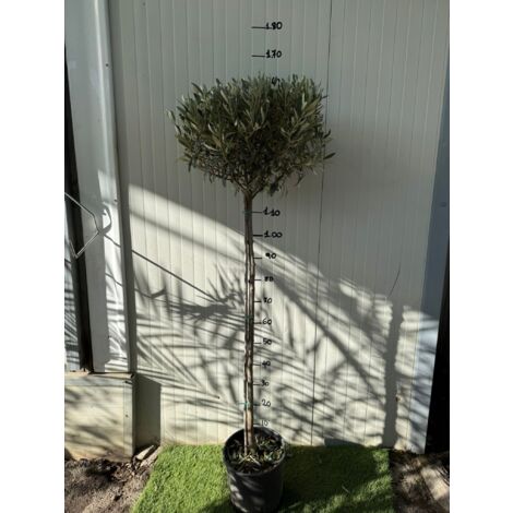 Ulivo olivo ad alberello ornamentale a palloncino foto reale h 150 cm vaso 24cm