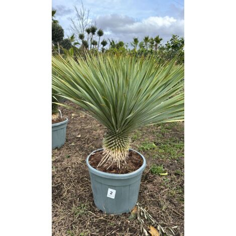 Yucca rostrata vaso 45cm h tronco 30cm foto reali