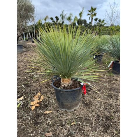 Yucca rostrata vaso 40cm h 100cm foto reali