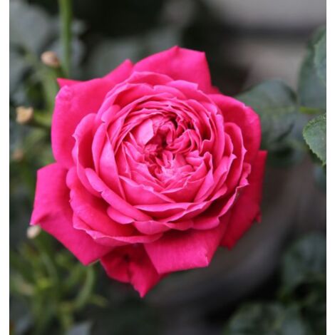 Rosa a cespuglio ALEXANDRE ASTIER ®