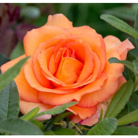 Rosa LOUIS DE FUNES ® Meirestif