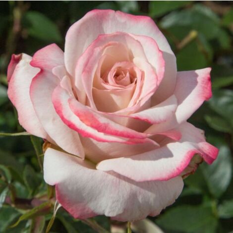 Rosa LYON LUMIERES ® Meivanae (1/3)