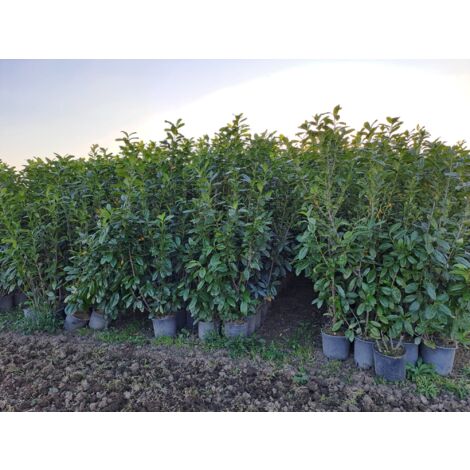 STOCK 40 PIANTE DI LAURO CERASO LAUROCESASUS (LAUROCERASO) H60/170 VASO 24 FOTO REALI SIEPE