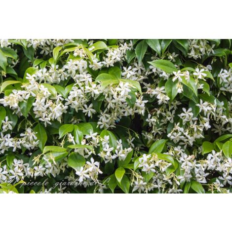 Pianta Di Gelsomino Siciliano In Vaso 16cm - Jasminum Grandiflorum Rampicante Profumato - Foto 12