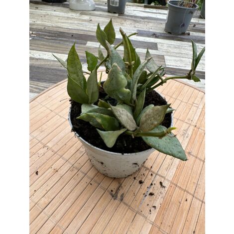 HOYA LACUNOSA MINT FOTO REALI VASO 10 CM FIORE DI CERA PIANTA GRASSA