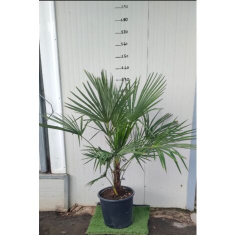 Phoenix canariensis, Palma datteri delle Canarie, h140 vaso 30, foto reali
