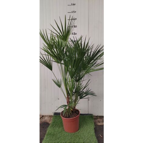 Chamaerops excelsa, palma nana, Palma di San Pietro h 140 vaso 35  foto reali