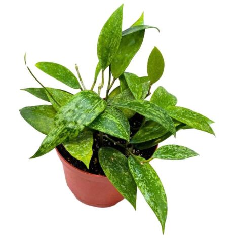 Hoya "Rangsan" H 14 cm