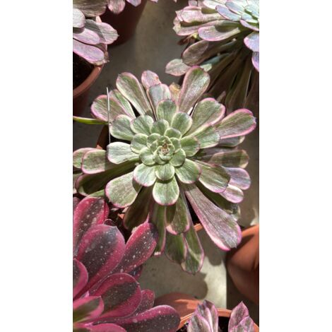 Pianta Aeonium Ink Painting, foto reali