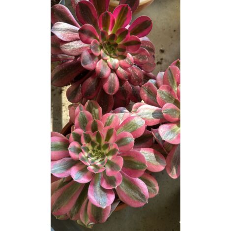 Pianta Aeonium Pink Witch, foto reali, pianta grassa succulenta
