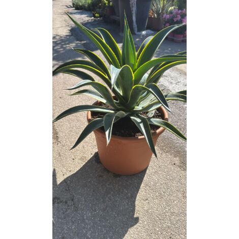 Pianta Agave desmettiana marginata vaso 30, foto reali